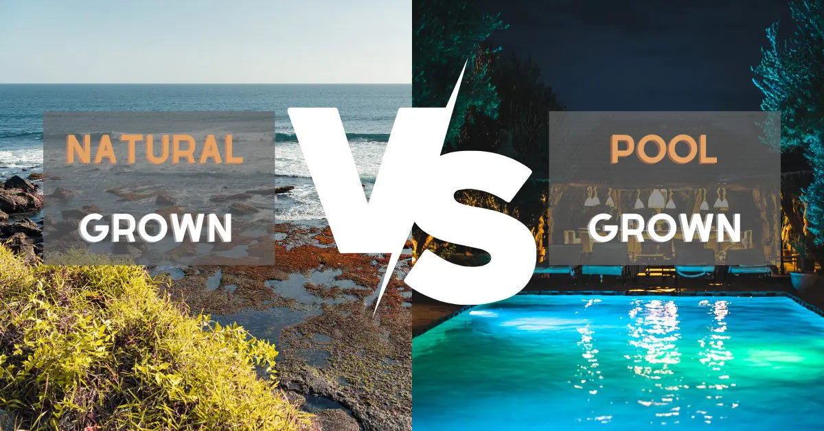 The Benefits Of Wildcrafted Sea Moss: Natural Vs Pool Grown